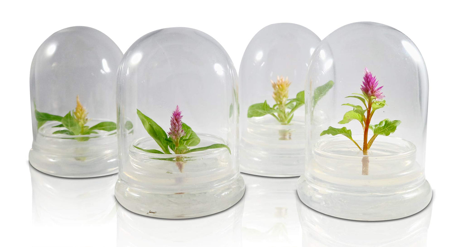 BLOOMIFY Celosia Flower Terrarium, Zero Care, Cockscomb, 4" Jar