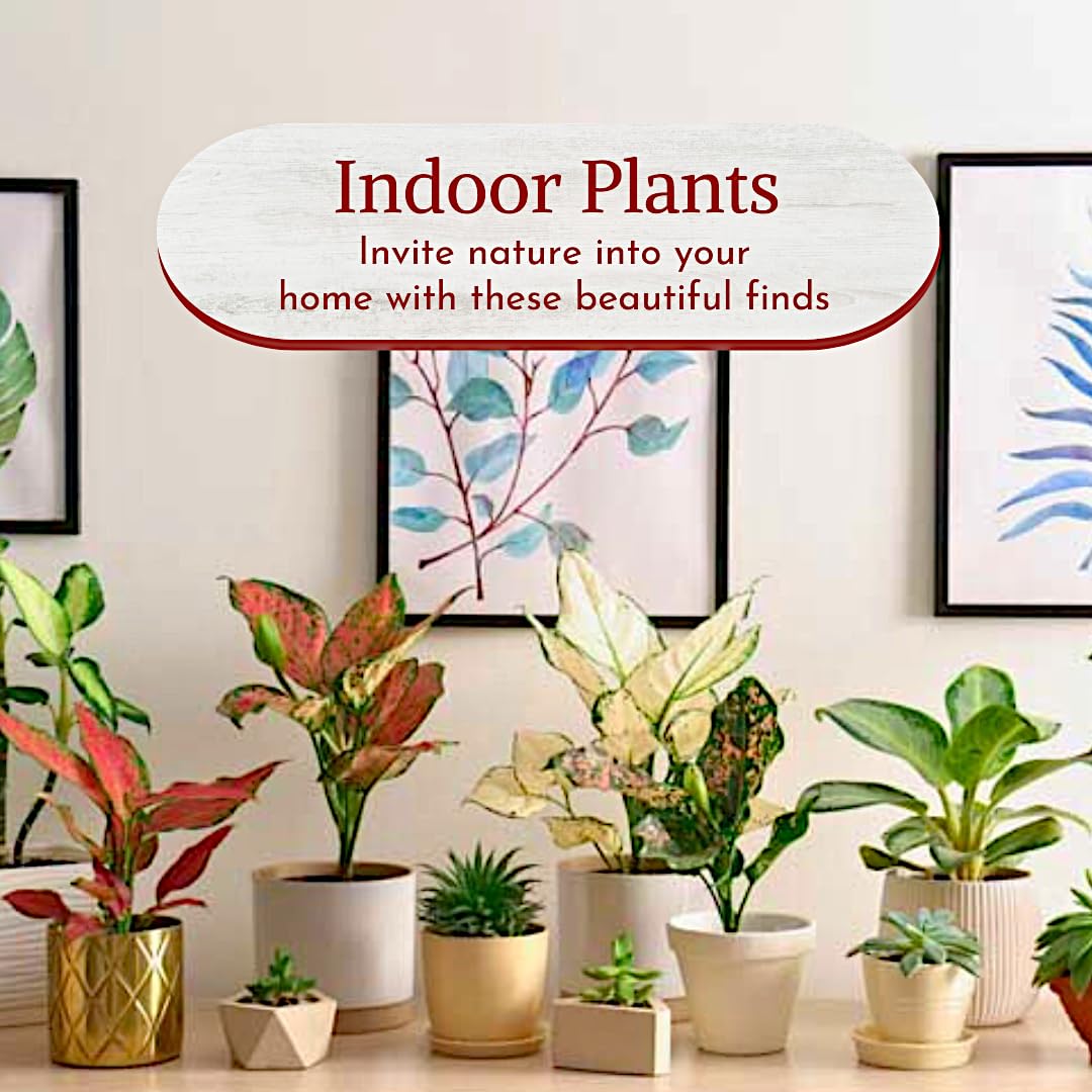 Aglaonema Live Plant Collection (4-Pack) - Chinese Evergreen Plants in 2-Inch Pots | Easy-Care Indoor Houseplants | Perfect for Low Light, Office Decor, and Air Purification