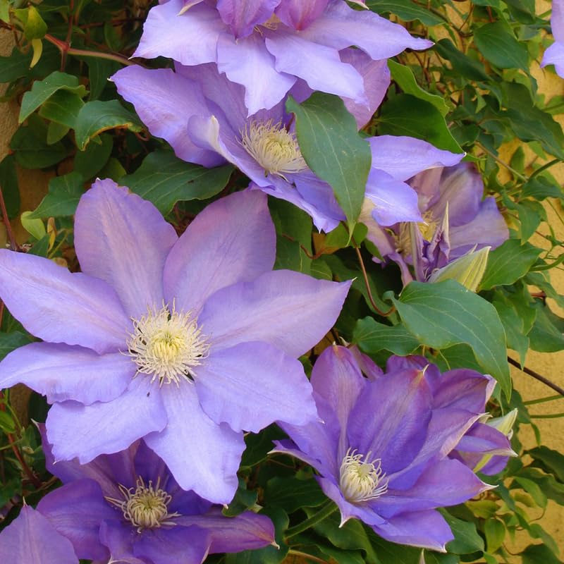 Light Blue Clematis Vine Plants Live in 2.5 Inch Pot, Clematis Plants Live, Clematis Vine Plant, Clematis Flower Perennial Starter Plant for Outdoor Garden