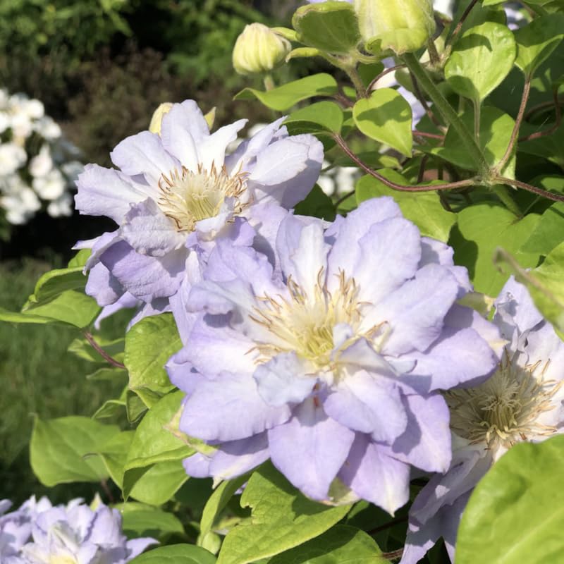 White Blue Clematis Vine Plant Live for Planting, Fragrant Clematis Plant Live in 2.5 Inches Pot, Clematis Flowers Perennial