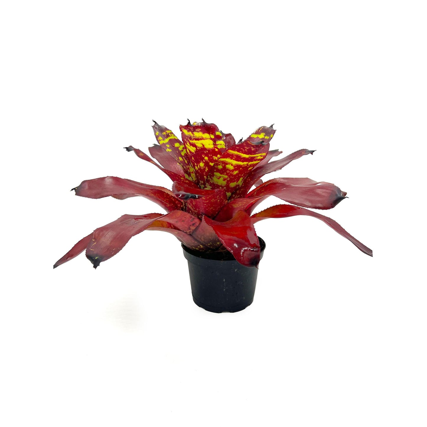 ragnaroc Live Plants - Bromeliad Neoregelia 'Green Eye', 16" Wide and 12" Tall in 6" Pot - 1ct - Live Arrival Guaranteed - House Plants for Home Decor & Gift