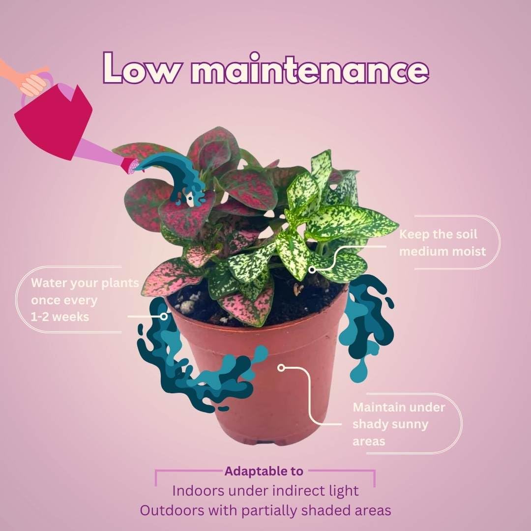 BubbleBlooms Tricolor Hypoestes phyllostachya 2 inch Set of 3 Flamingo Polka Dot Plant Red White and Pink Tiny Mini Pixie Plants