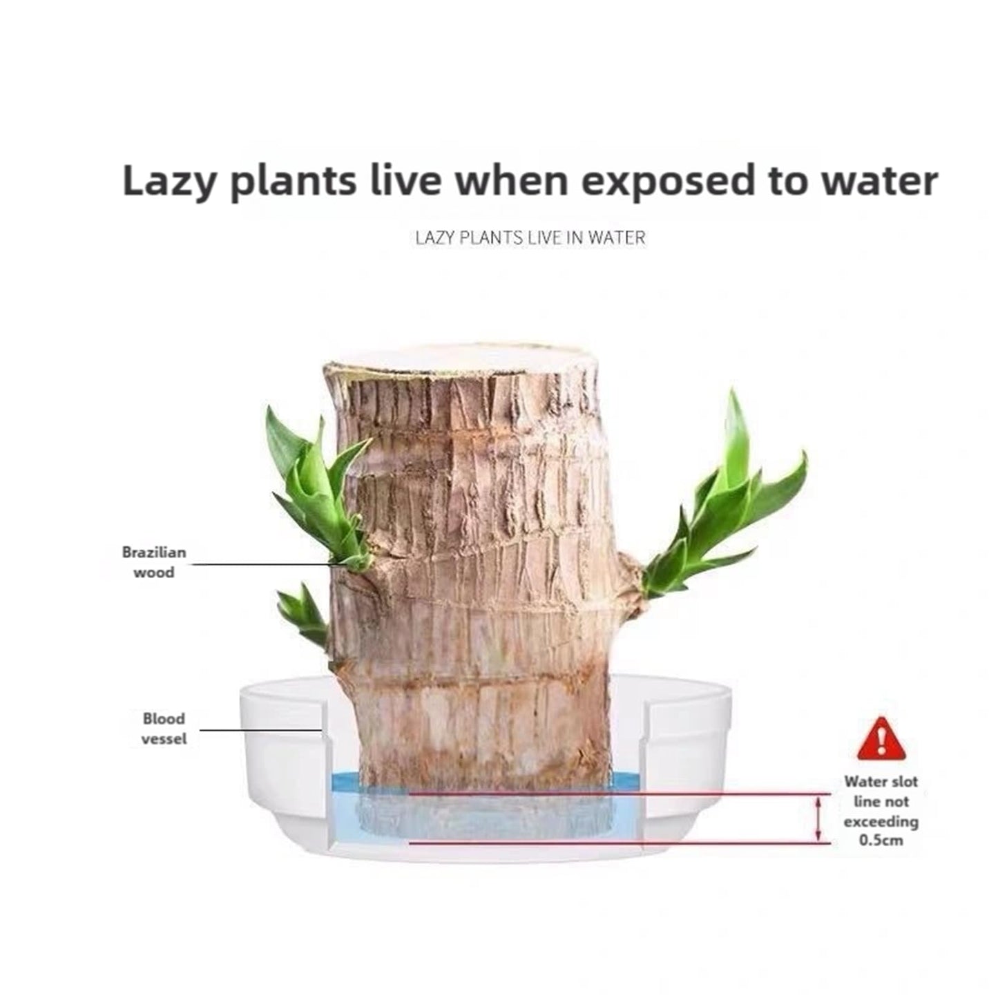 Brazilian Wood,Brazilian Lucky Wood Plant,Mini Sculpture Art,Suitable for Home, Outdoor, Office, Kitchen, Bedroom, Garden Decoration (Yellow)