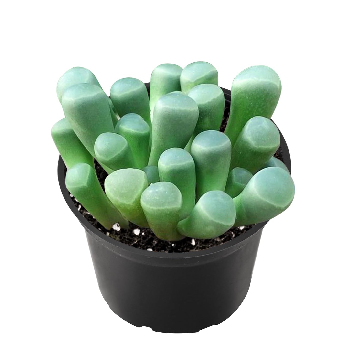 2" Live Succulent 'Baby Toes', Rare Succulent Plants Fully Rooted in Pots, Unique House Plant for DIY, Party Favor, Home Office Decoration
