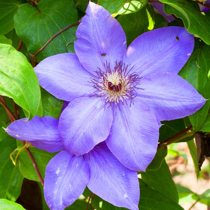 Light Blue Clematis Vine Plants Live in Pot, Clematis Plants Live for Planting, 2.5 Inch Pot Clematis Vine Plant, Perennial Clematis Flower Starter Plant, Clematis Vine Live Plant, Ready to Plant