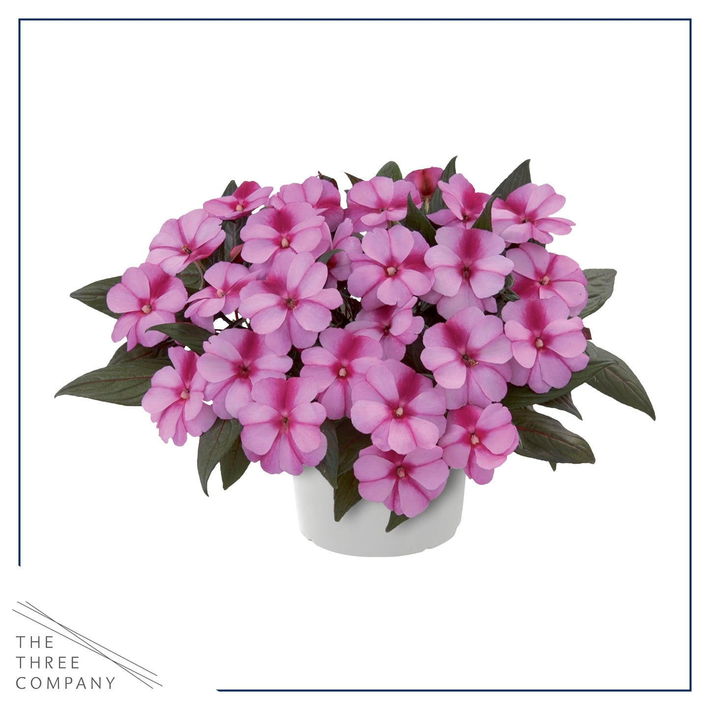 Live Flowering New Guinea Impatiens - Grower's Choice Assorted Colors (3 Plants Per Pack) - Beautiful Flowering Shade Flowers - 12" Tall by 5" Wide in 1 Qt Pot