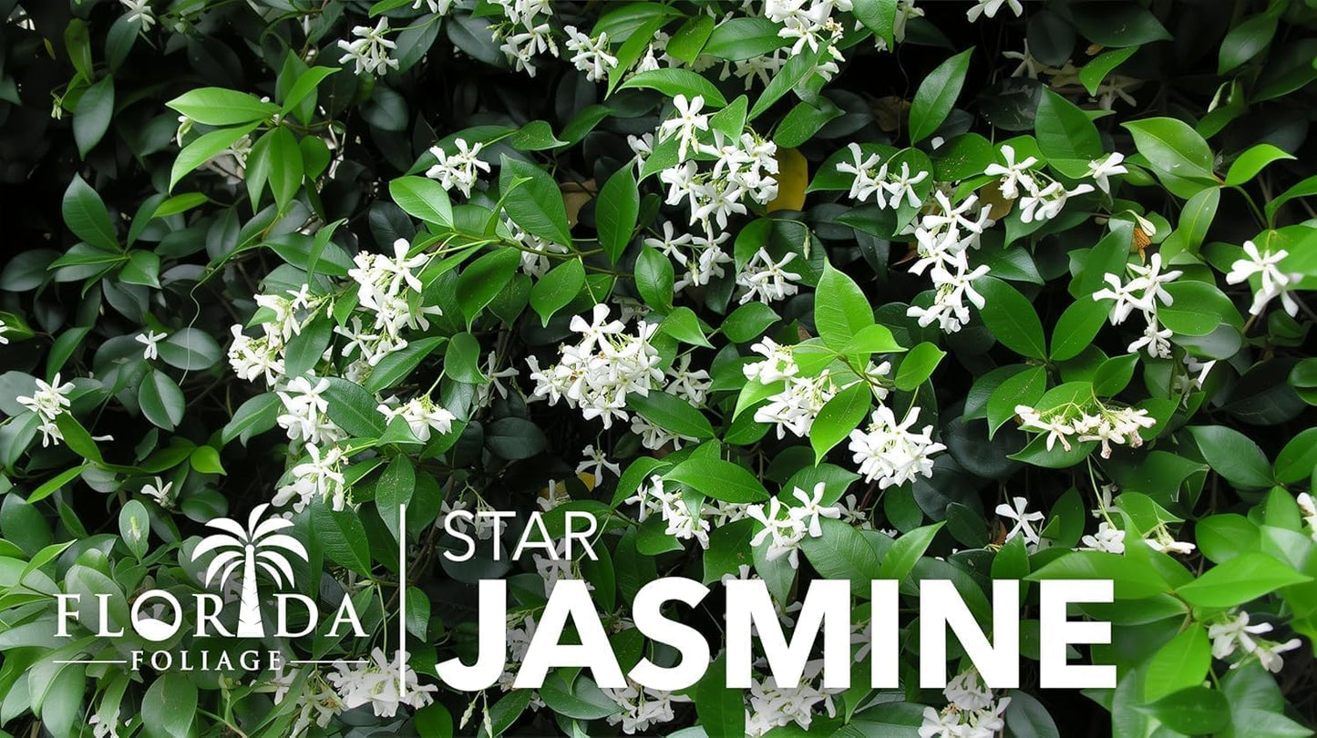 Star Jasmine | 2 Extra Large 3 Gallon Plants | Trachelospermum Jasminoides | Fragrant Climbing Vine | Ideal for Trellises and Arbors