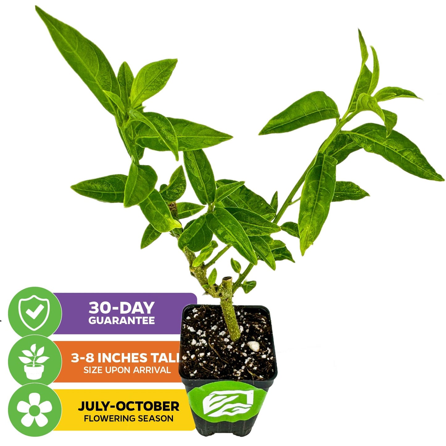 Night Blooming Jasmine Live Plant - Cestrum nocturnum - Wellspring Gardens Starter Plant