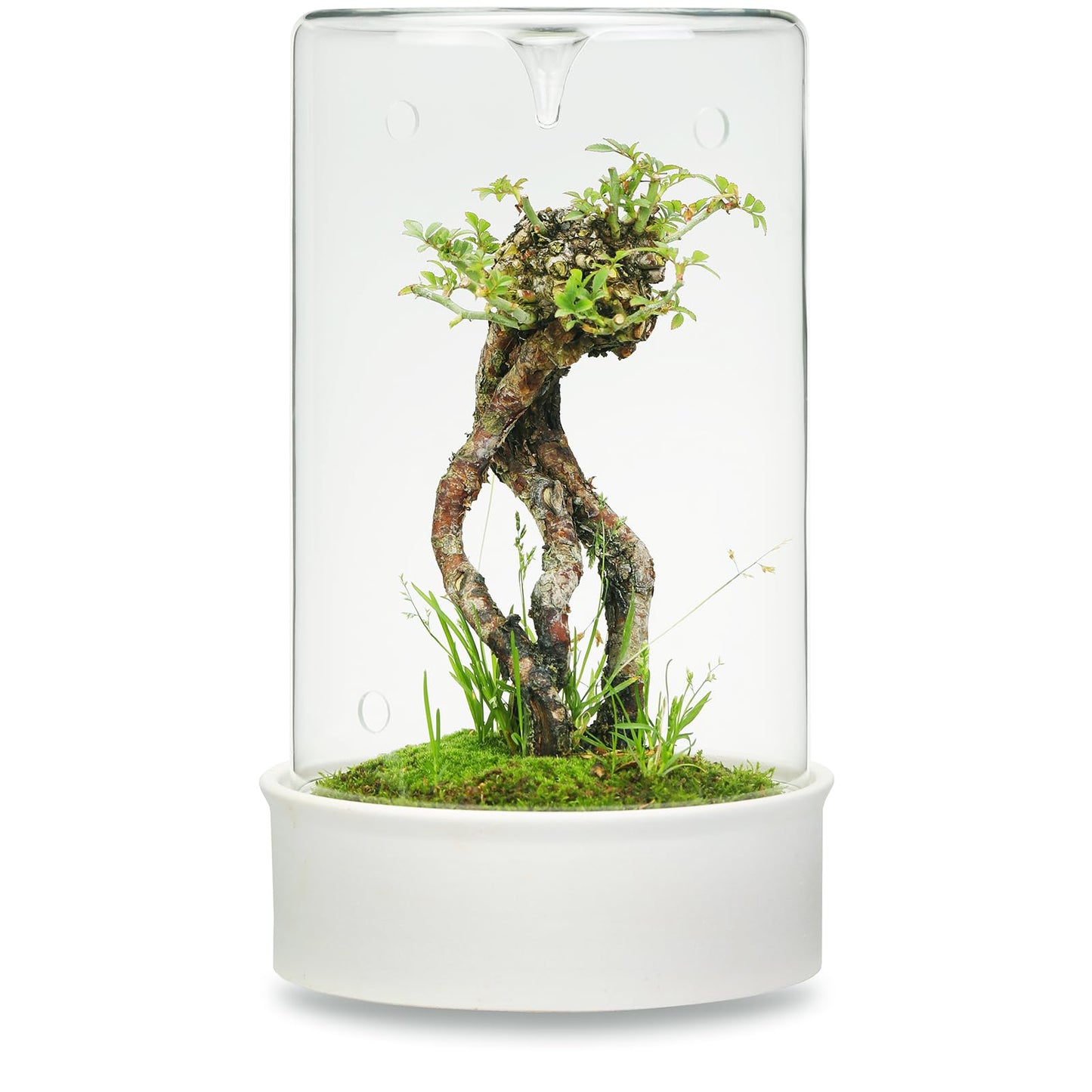 Desktop Plant Terrarium with Ceramic Base and Glass Cover (H:9.6" D:5.3"), Self-Sustaining Ecosystem for Moss, Succulent, Miniature Gardening Landscape, Indoor Decoration, Plant Lovers Gifts