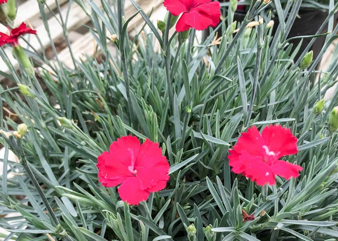 Frosty Fire Dianthus - 3 Live Plants - Dianthus Allwoodii - Fragrant Cold Hardy Groundcover