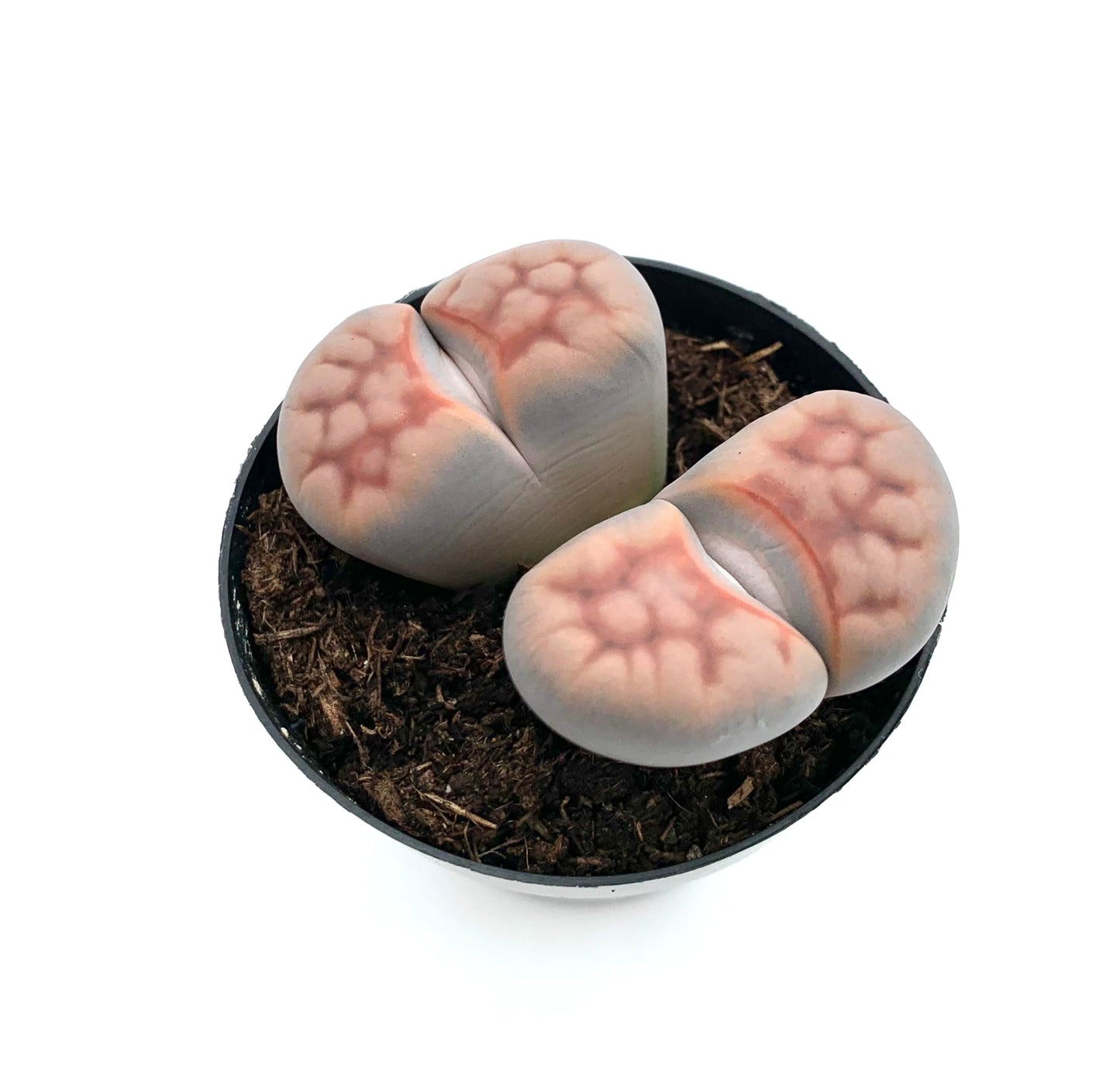 Lithops Succulents Live Potted in 2.5" Pot