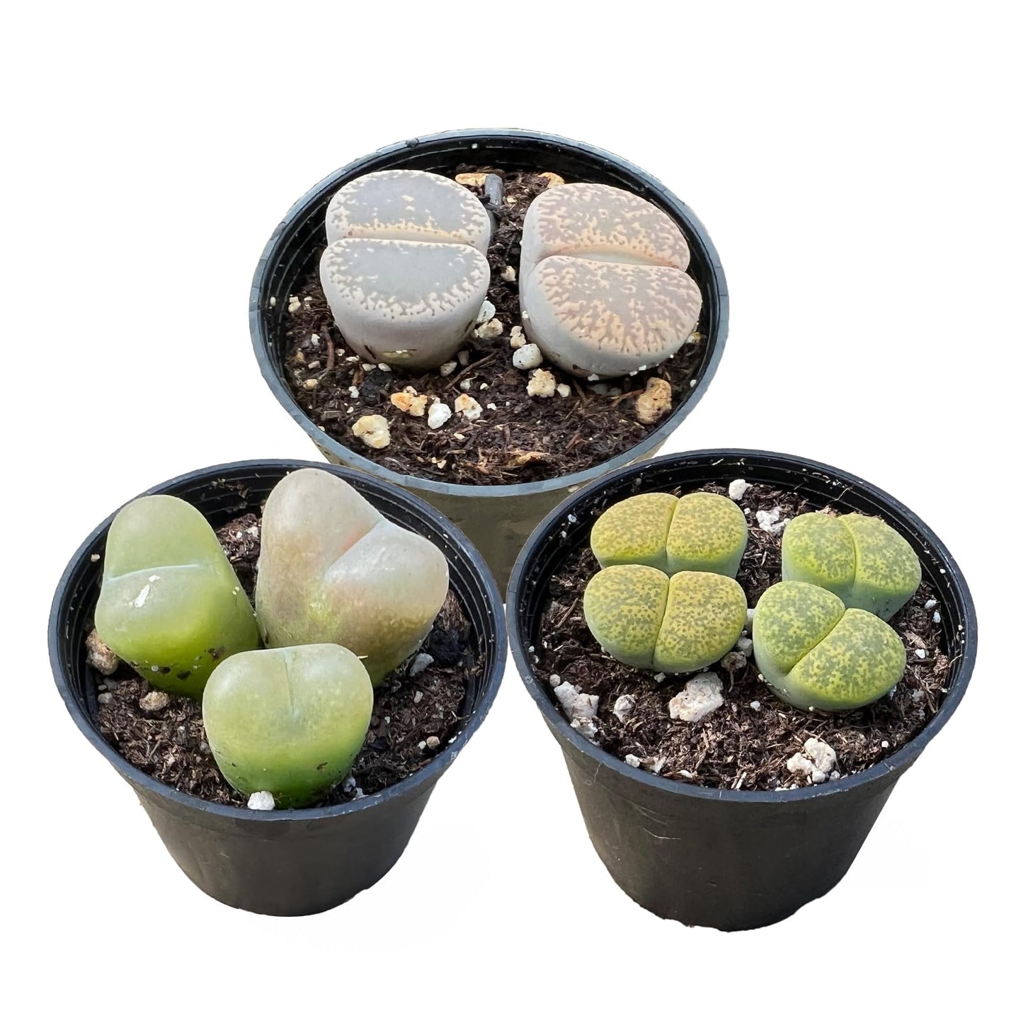 Sprout N Green Lithops Collection, 3 Live Succulent Stone Plant Fully Rooted in 2inch Starter Pot, Home Office Indoor Outdoor Wedding Decoration DIY Projects Party Favor