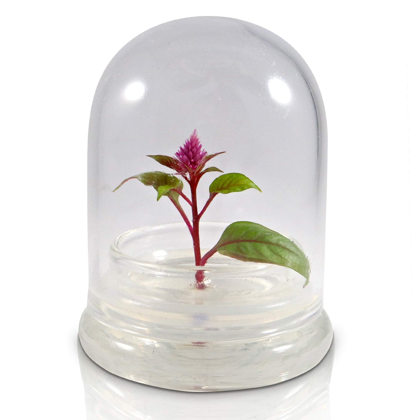BLOOMIFY Celosia Flower Terrarium, Zero Care, Cockscomb, 4" Jar
