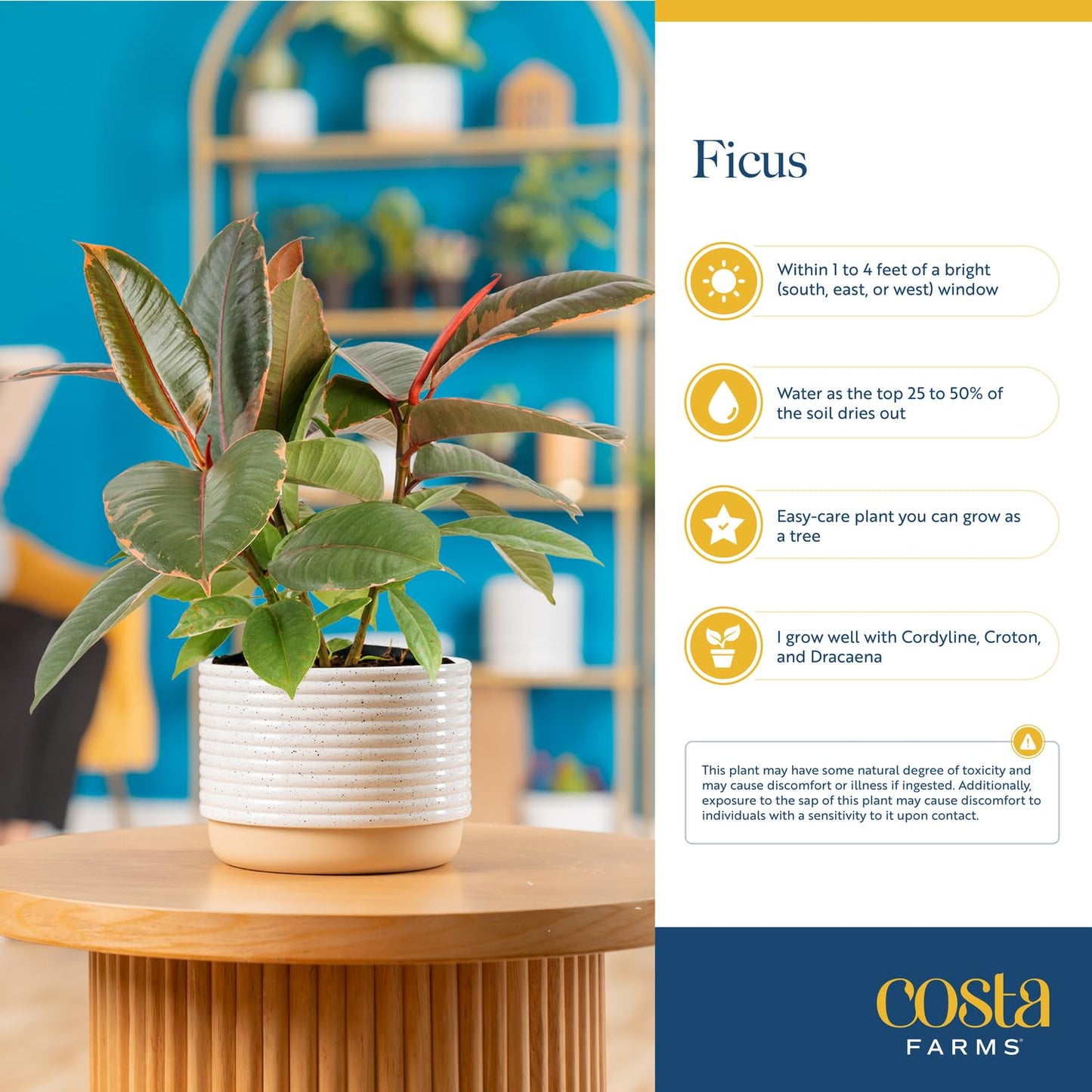 Costa Farms Ficus Live Plants (Pack of 6), Easy to Grow Live Indoor Houseplants, Grower's Choice Collection, Potted in Minimal Decor Plant Pots, Potting Soil, Housewarming Gift, Home and Room Decor