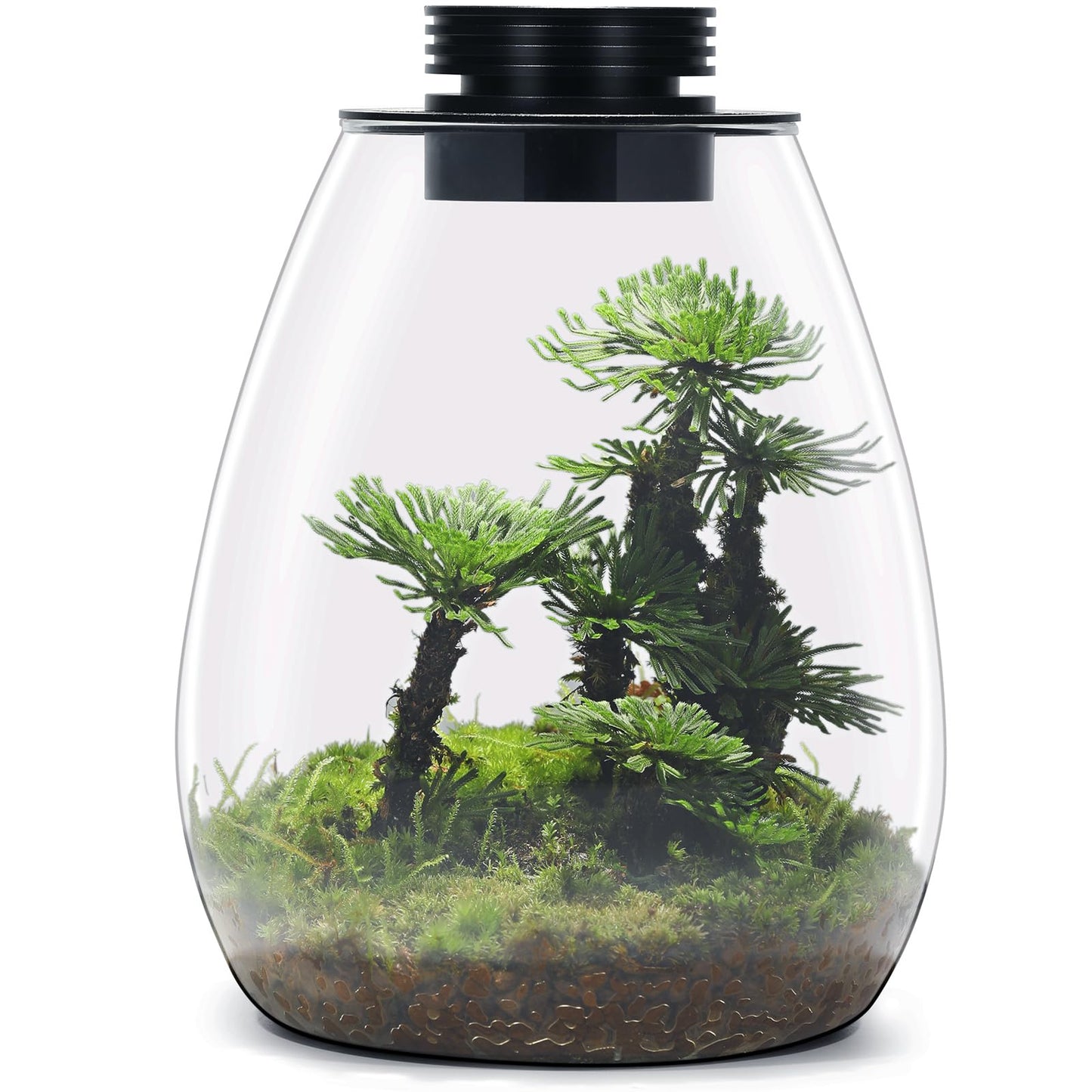 Desktop Glass Terrarium with Grow Light (H:7.8" D:6.7"), for Succulent, Moss, Miniature Gardening Landscape, Betta Fish Tank, Indoor Plant Growth, Office Home Decoration, Plant Lovers Gifts