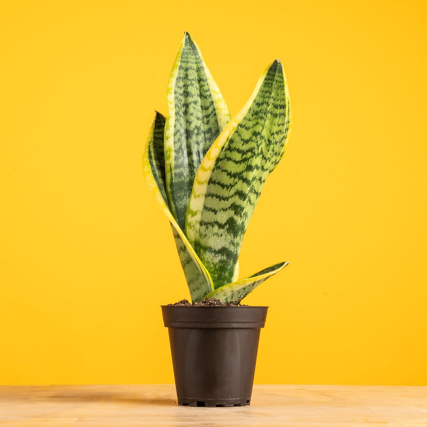 Costa Farms Live Snake Plants (Pack of 2) | Easy to Grow Indoor or Outdoor Sansevieria Houseplants | 8-Inches Tall | Potted in Plant Pots | Succulent Plants Perfect for Office and Home Decor