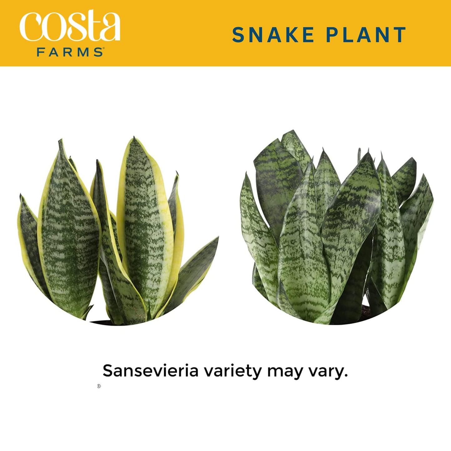 Costa Farms Sansevieria Grower's Choice Snake Live Indoor Plant, 12-Inches Tall, Grower Pot