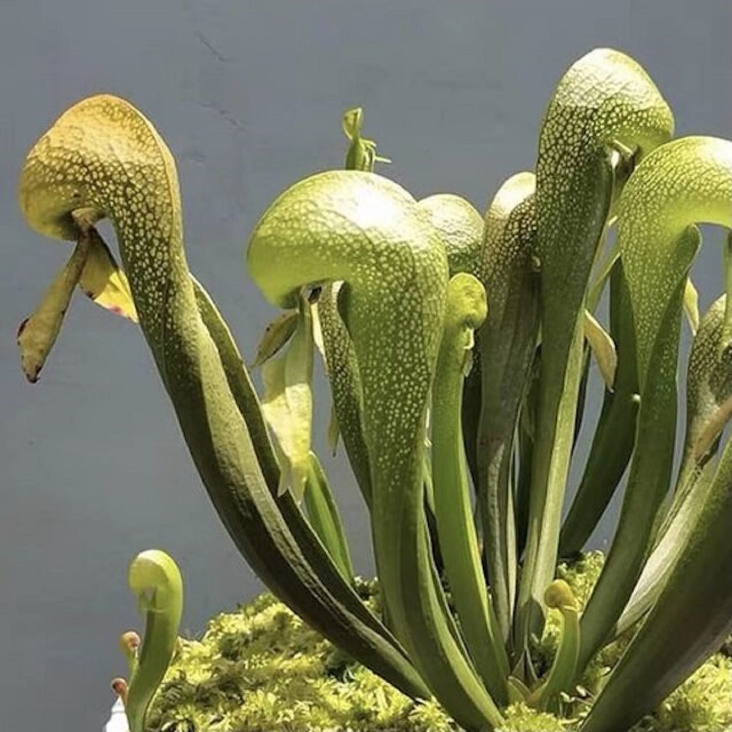 CHUXAY GARDEN California Pitcher Plant-Darlingtonia Californica,Cobra Lily,Cobra Plant 10 Seeds Rare Plants