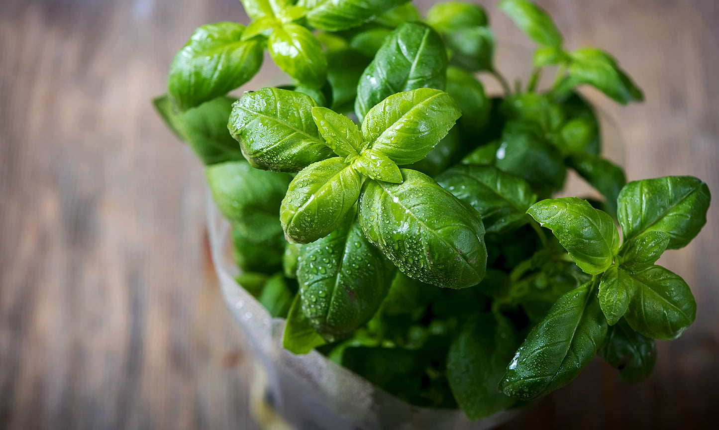 Large Leaf Italian Basil Seeds for Planting - Heirloom, Non-GMO, USA Grown - Premium Waterproof Packaging with Instructions