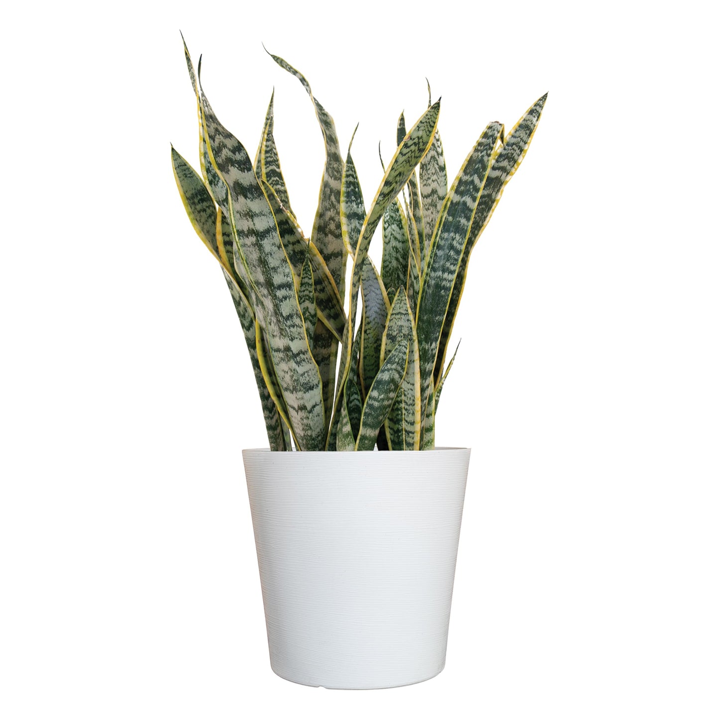 United Nursery Live Snake Plant, Sansevieria Trifasciata Laurentii, Variegated Snake Plant, 2-3 ft. Tall Mother in Laws Tongue House Plant for Indoor and Outdoor (Cream Decor Pot)