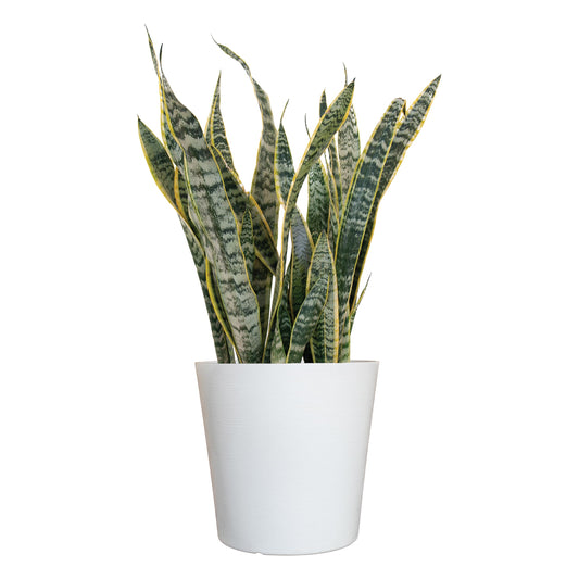 United Nursery Live Snake Plant, Sansevieria Trifasciata Laurentii, Variegated Snake Plant, 2-3 ft. Tall Mother in Laws Tongue House Plant for Indoor and Outdoor (Cream Decor Pot)