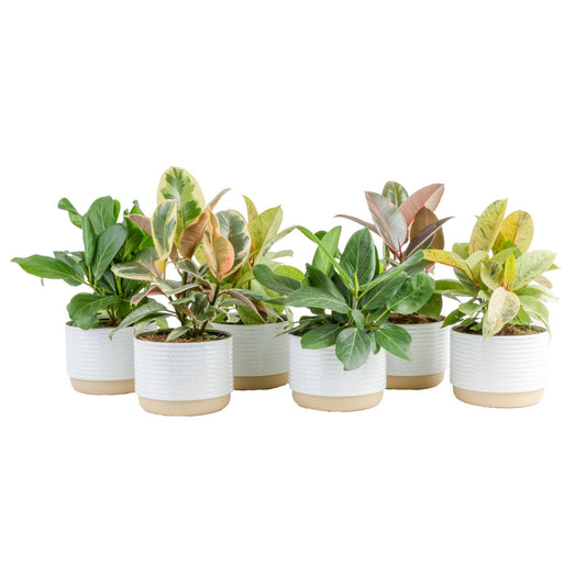 Costa Farms Ficus Live Plants (Pack of 6), Easy to Grow Live Indoor Houseplants, Grower's Choice Collection, Potted in Minimal Decor Plant Pots, Potting Soil, Housewarming Gift, Home and Room Decor
