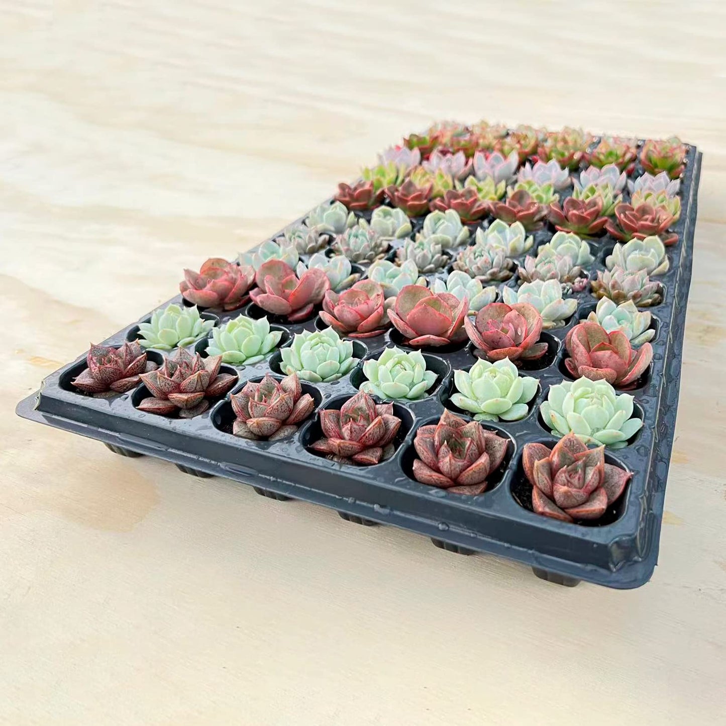 Sprout N Green 3 Assorted Succulents with Root, 3 Different Varieties Live Plants Collection, Without Plant Pot, Great for Gardener Beginner, DIY Projects, Wedding Party Favor, Easy to Care