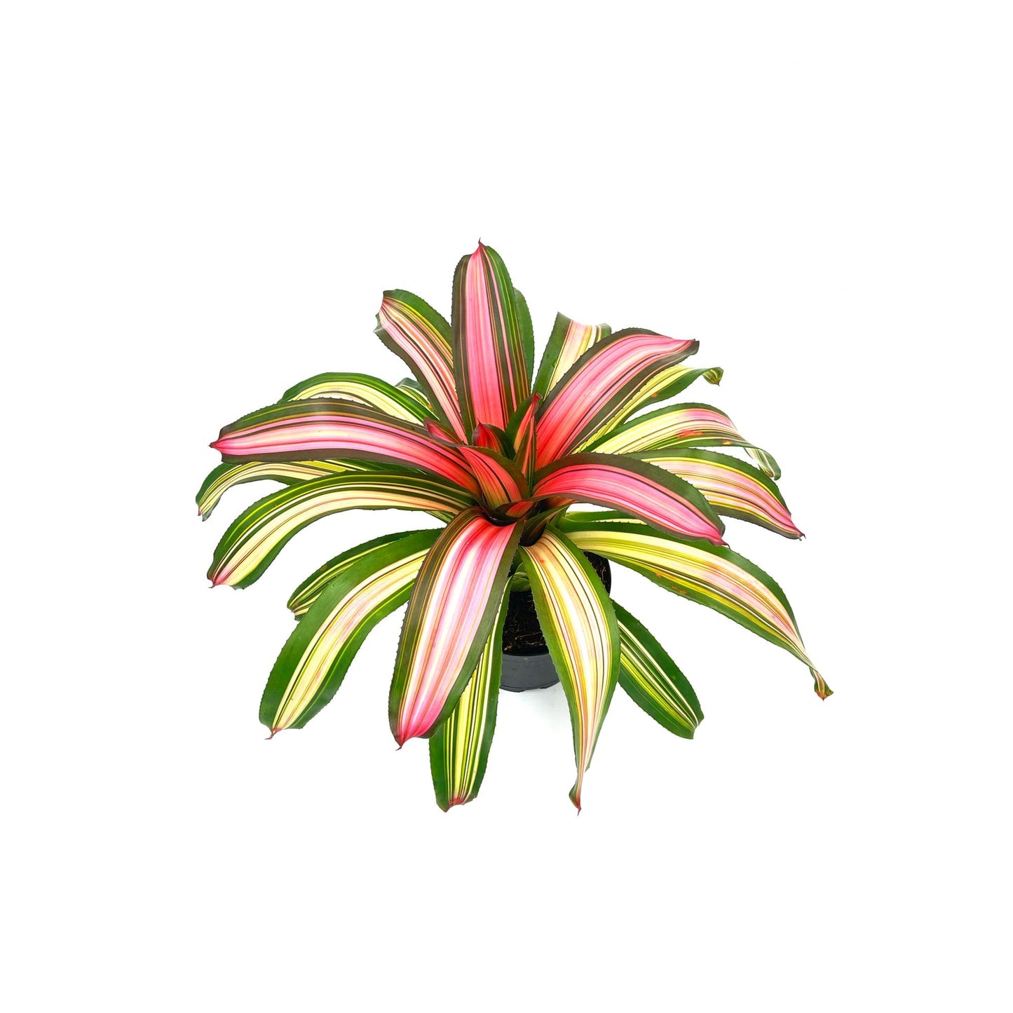 ragnaroc Live Plants – Bromeliad Neoregelia Minerva, 8-12" in 6" Pot - 1ct - Live Arrival Guaranteed - House Plants for Home Decor & Gift