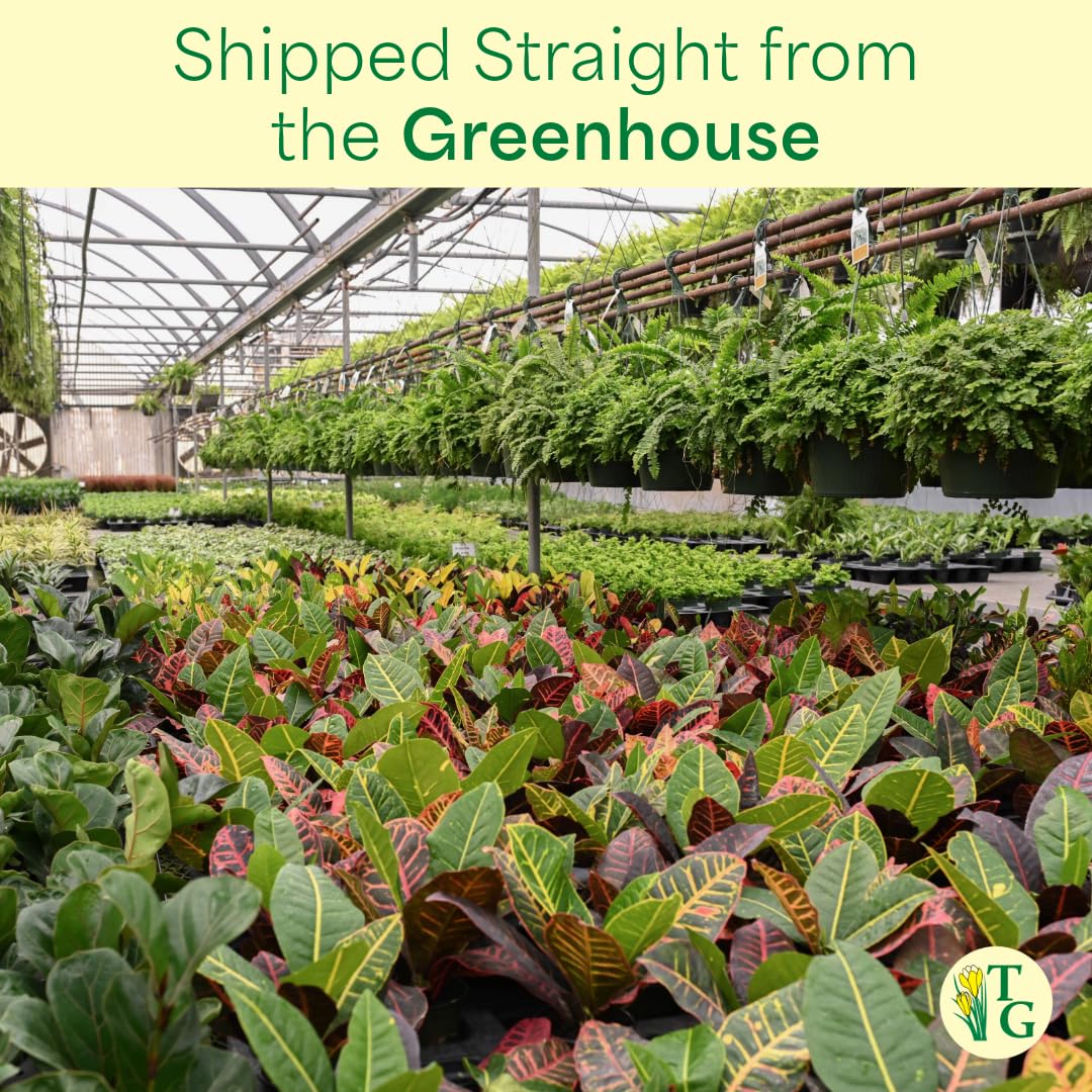 Thorsen's Greenhouse Live Arboricola Umbrella Tree Plant, Schefflera Arboricola, Natural Air Purifier, Easy to Grow, Live Indoor Houseplant, 4-inch Diameter (Growers Pot)