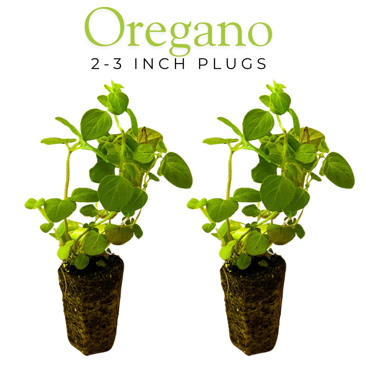 10-Pack Culinary Herb Garden Live Plants – Sweet Basil, Peppermint, Oregano, Sage, Thyme – 3” Plant Plugs for Indoor & Outdoor Growing – Window Sill, Garden, or Kitchen Planter Ready