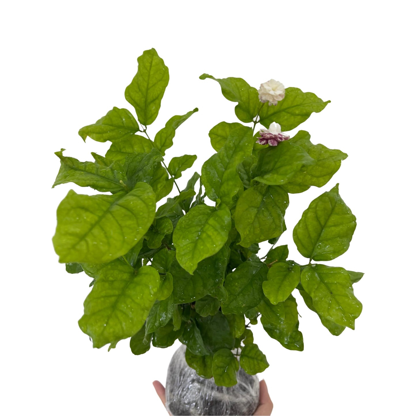 Live Jasmine Plants Indoor, Grand Duke of Tuscany Jasmine Plant Live 5 to 7 Inc Tall