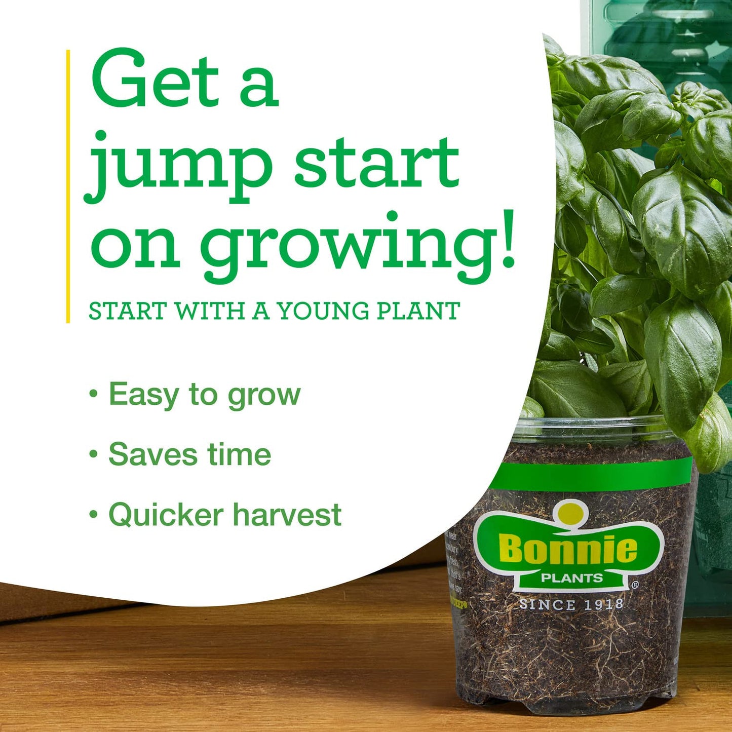 Bonnie Plants Flat Italian Parsley Live Herb Plants - 4 Pack, Biennial, Non-GMO, Garnish, Seasoning, Salads, Palate Cleanser