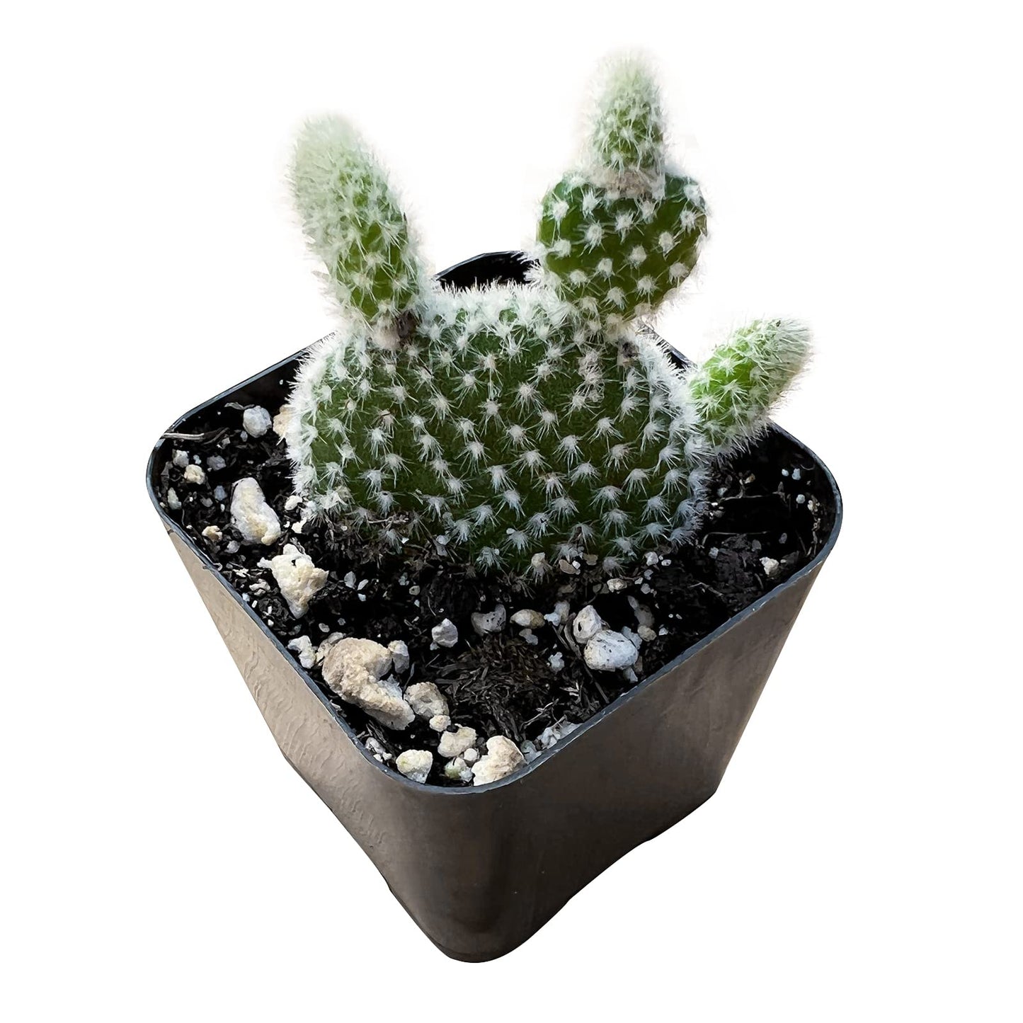 Sprout N Green Opuntia microdasys albata Bunny Ears, Live Cactus Plant Rooted in 2in Nursery Pot, Indoor Outdoor Office Home Garden Décor