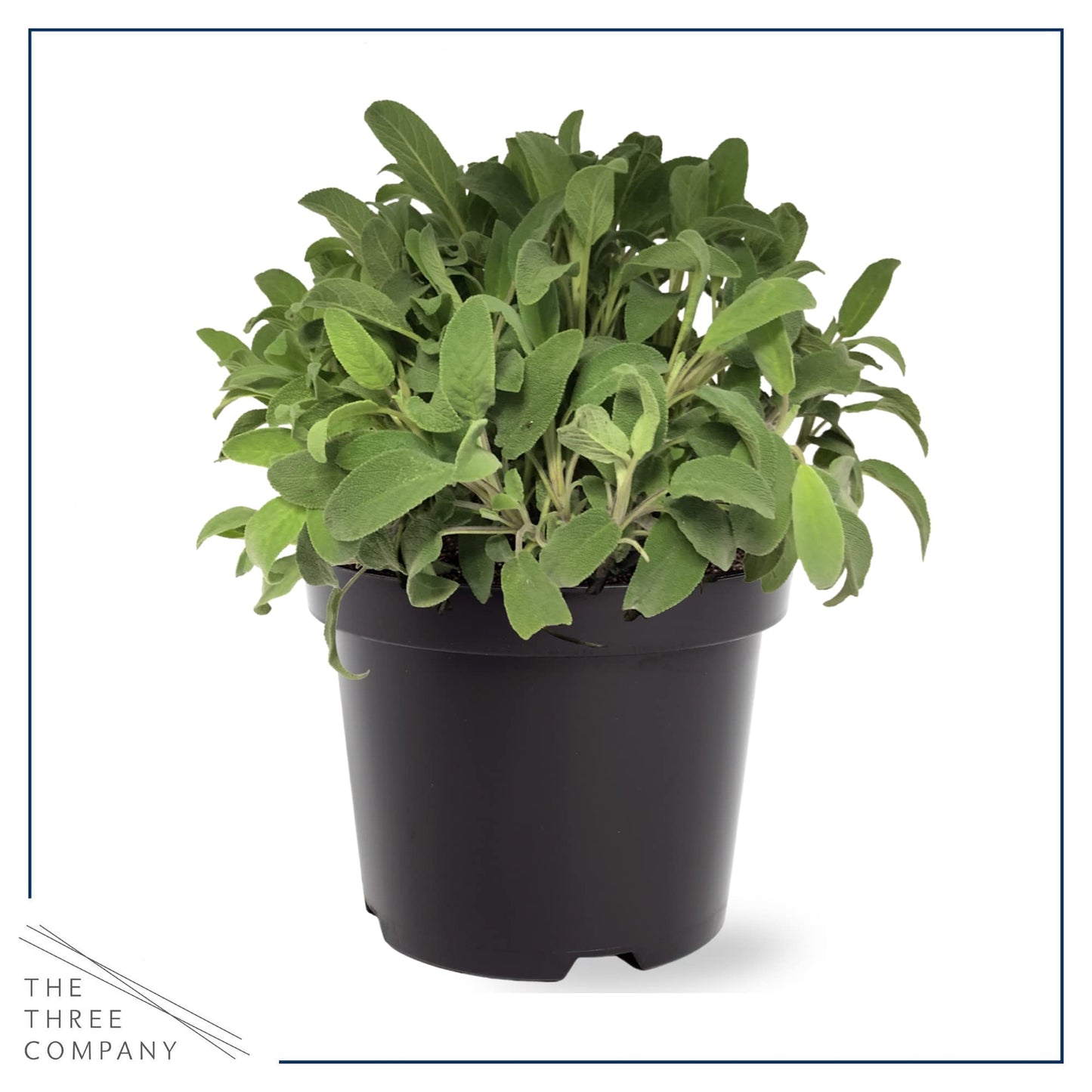 Live Aromatic and Edible Herbs - Assorted Varieties (4 Per Pack) - Lemon Verbena, Eucalyptus, Mint, Lemon Balm - 6" Tall by 3" Wide in 1 Pint Pot