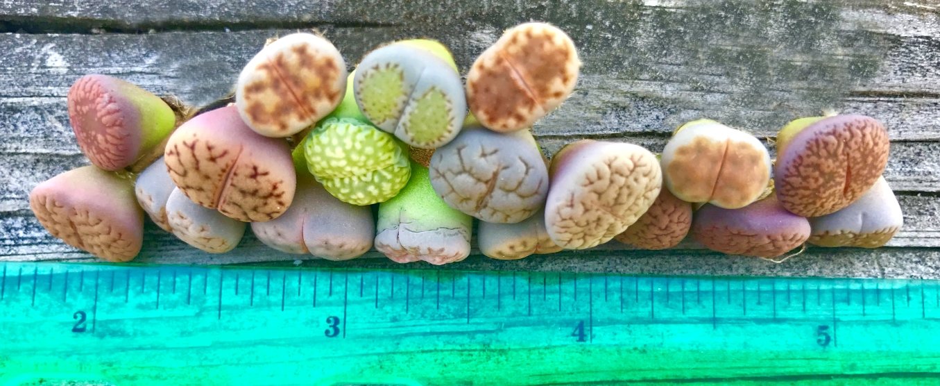 Pack of 30 Live Small Exotic Lithops Plant One Year Old Seedlings Perfect for Lithops Starter Great Terrarium Addition, Shipped Bare Root Without Soil or Pot