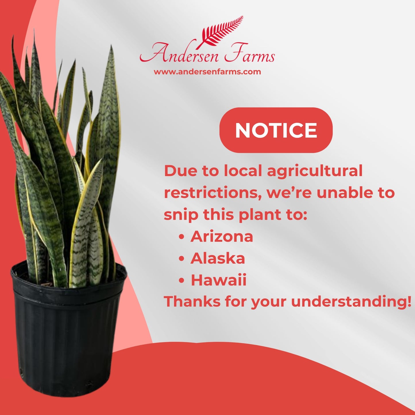 Andersen Farms Sansevieria Laurentii Live Plant Indoor/Outdoor in 10 in Grower Pot, Green, Yellow
