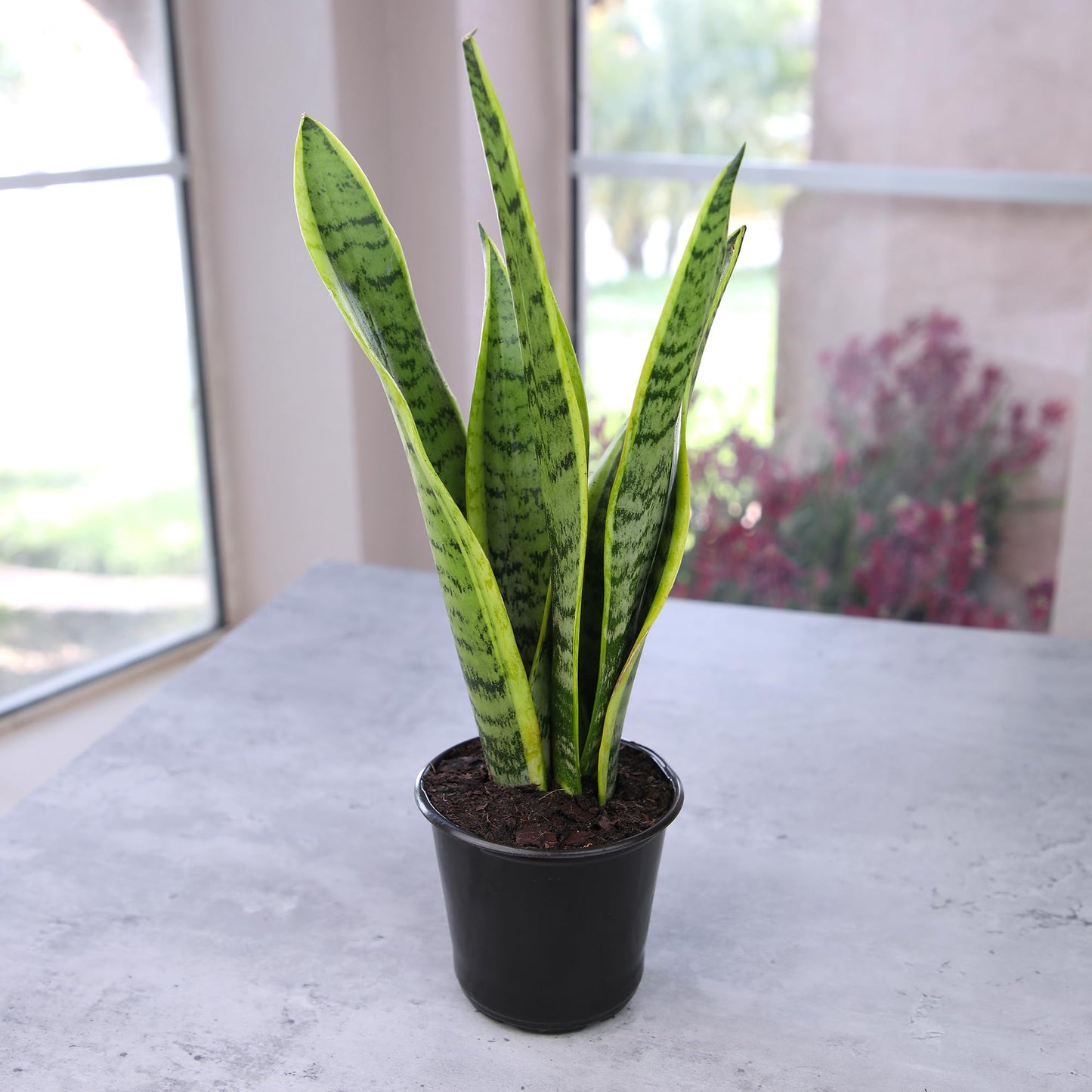 Altman Plants Sansevieria Laurentii Variegated Snake Plants (Approx. 10 in. Tall), Easy Plant, Air Purifying Plant & Desk Plant Decor, Striped Live Snake Plant Live Plants, Indoor Plants & Houseplants