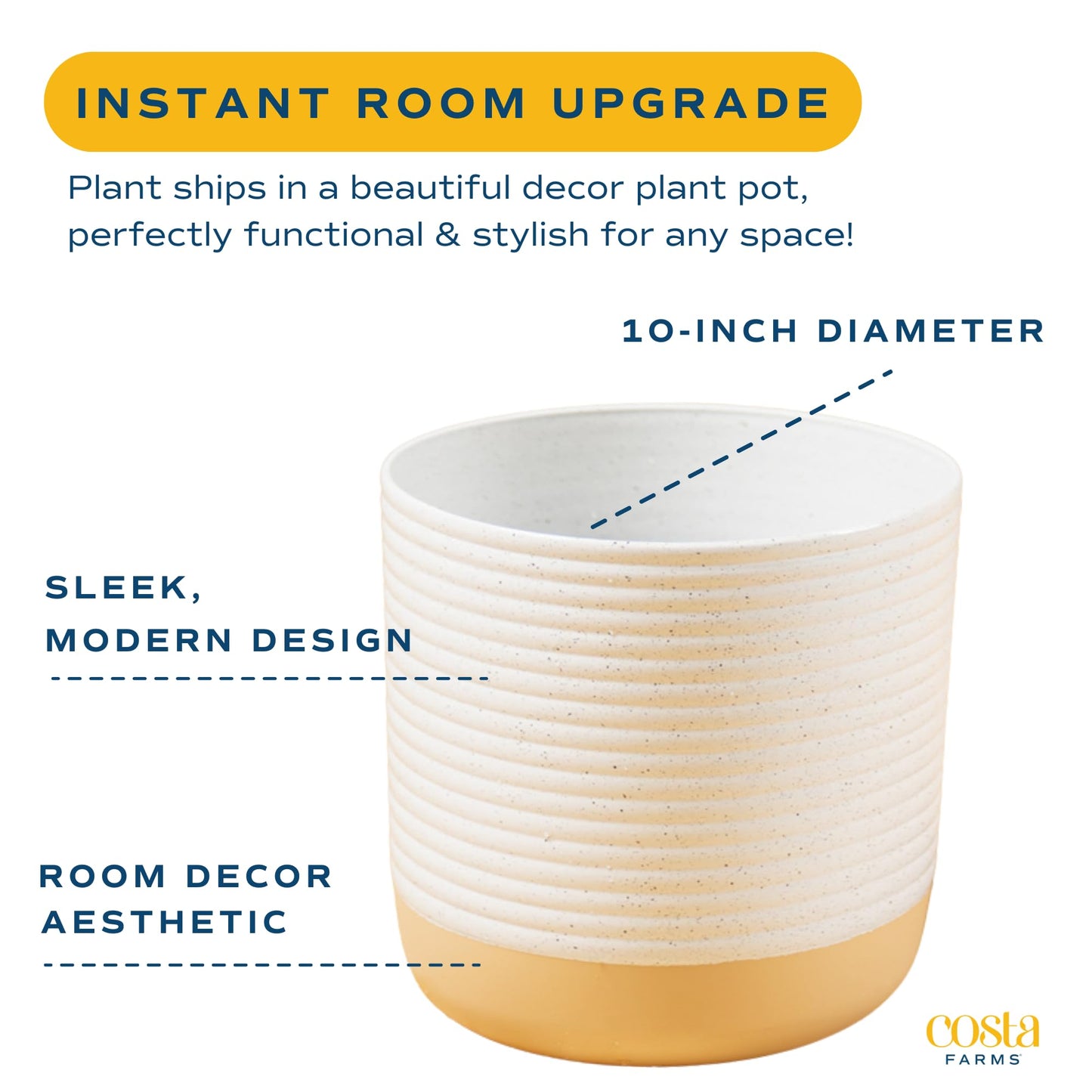 Costa Farms Money Tree Live Plant, Easy to Grow Houseplant Potted in Indoor Garden Pot, Pachira Bonsai in Potting Soil, Gift for Birthday, Housewarming, Thank You, Office and Home Decor, 3-4 Feet Tall