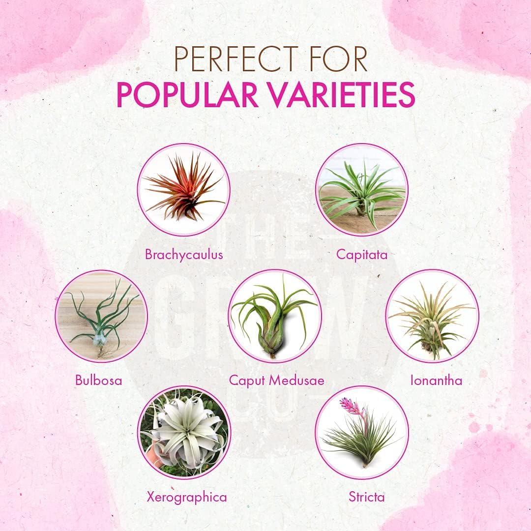 Organic Ready to Spray Air Plant Food - Fertilizer Mist for Weekly Use - Best for Live Tillandisa, Bromeliads, and Other Common Air Plants (8 oz)