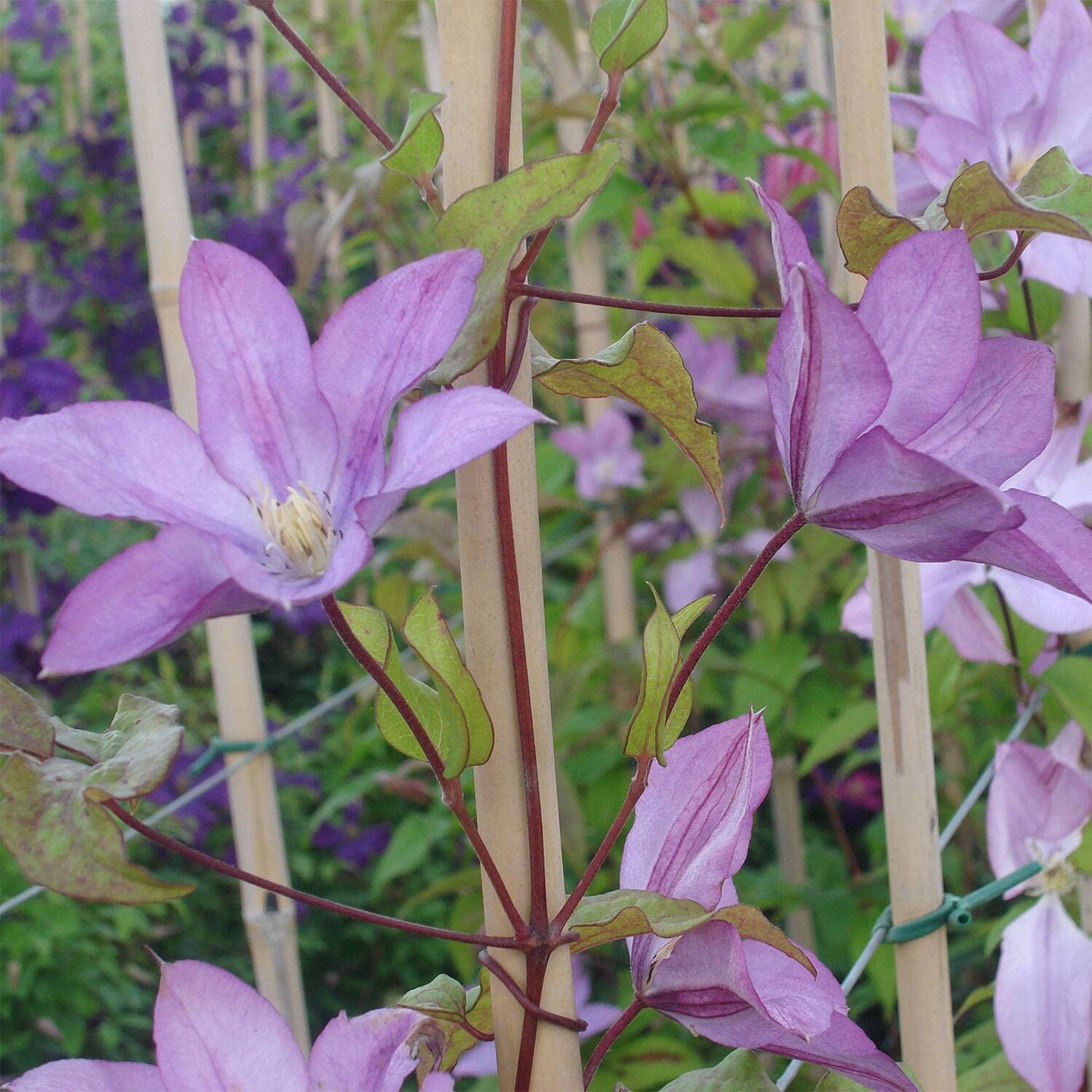 Clematis Proteus - Live Plant in a 4 Inch Growers Pot - Clematis 'Proteus ' - Starter Plants Ready for The Garden - Beautiful Lilac Flowering Vine