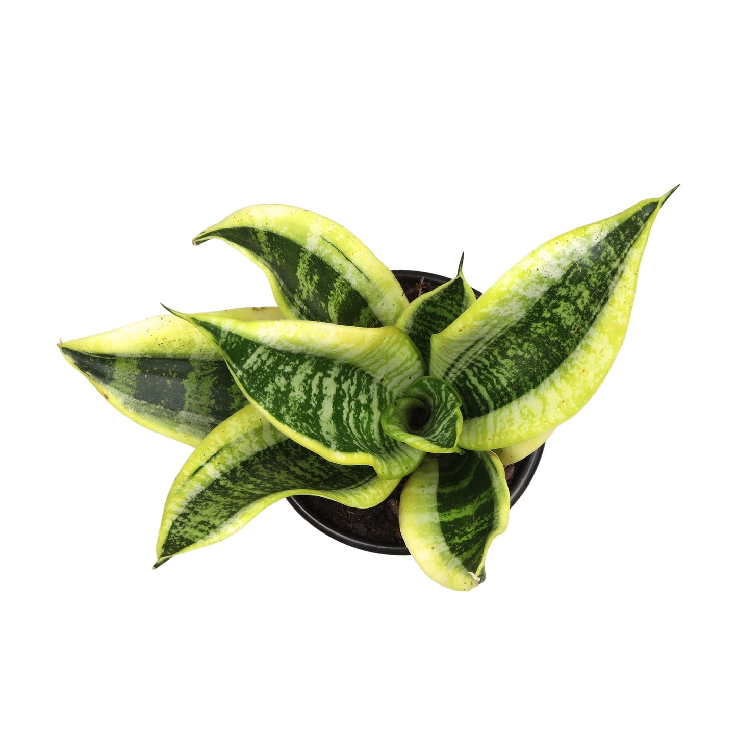 Live Snake Plant, Sansevieria trifasciata Superba, Fully Rooted Indoor House Plant in Pot, Mother in Law Tongue Sansevieria Plant, Potted Succulent Plant, Houseplant in Potting Soil by Plants for Pets