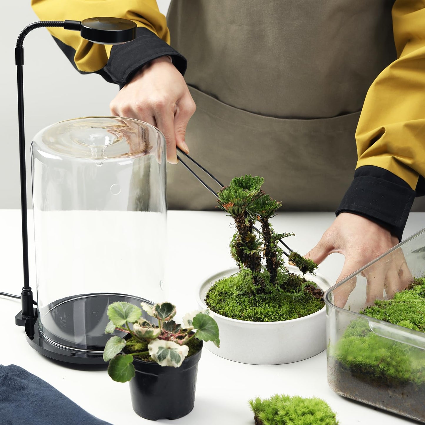 Desktop Plant Terrarium with Ceramic Base and Glass Cover (H:9.6" D:5.3"), Self-Sustaining Ecosystem for Moss, Succulent, Miniature Gardening Landscape, Indoor Decoration, Plant Lovers Gifts