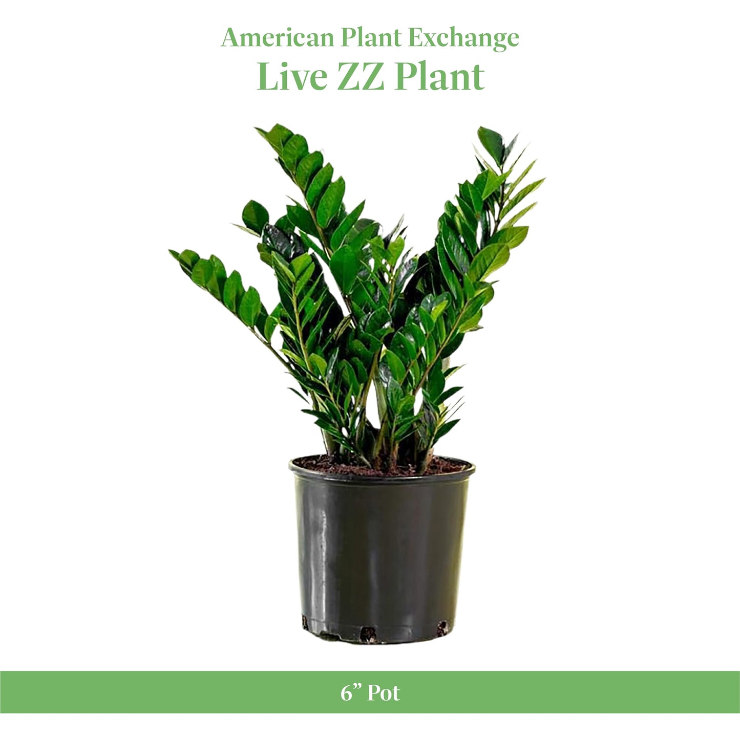American Plant Exchange ZZ Plant 'Zanzibar Gem' – 6-Inch Pot – Live Easy Care Drought-Tolerant Houseplant, Low-Light Indoor Plant for Home, Office, & Modern Décor
