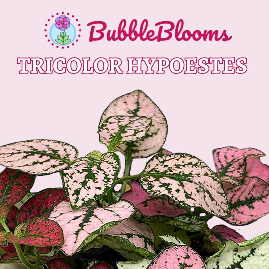 BubbleBlooms Tricolor Hypoestes phyllostachya 2 inch Set of 3 Flamingo Polka Dot Plant Red White and Pink Tiny Mini Pixie Plants