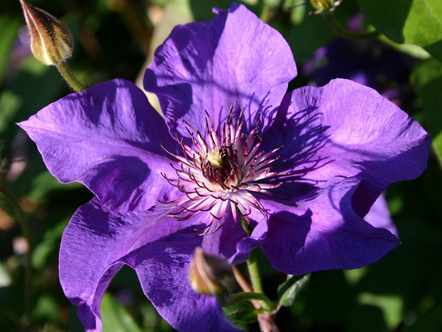 Clematis The President - Live Plant in a 4 Inch Growers Pot - Clematis 'The President' - Starter Plants Ready for The Garden - Beautiful Purple Blue Flowering Vine
