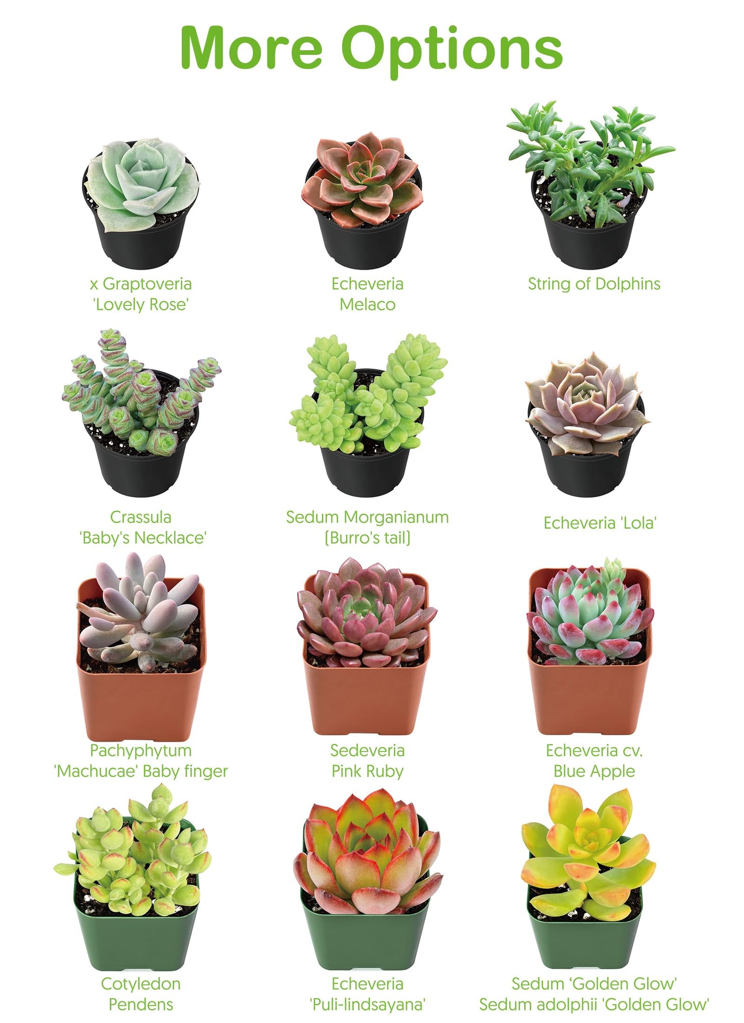 2" Live Succulent 'Baby Toes', Rare Succulent Plants Fully Rooted in Pots, Unique House Plant for DIY, Party Favor, Home Office Decoration