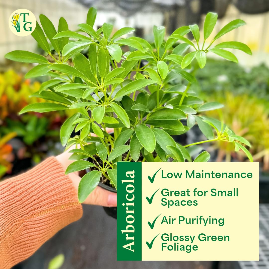 Thorsen's Greenhouse Live Arboricola Umbrella Tree Plant, Schefflera Arboricola, Natural Air Purifier, Easy to Grow, Live Indoor Houseplant, 4-inch Diameter (Growers Pot)