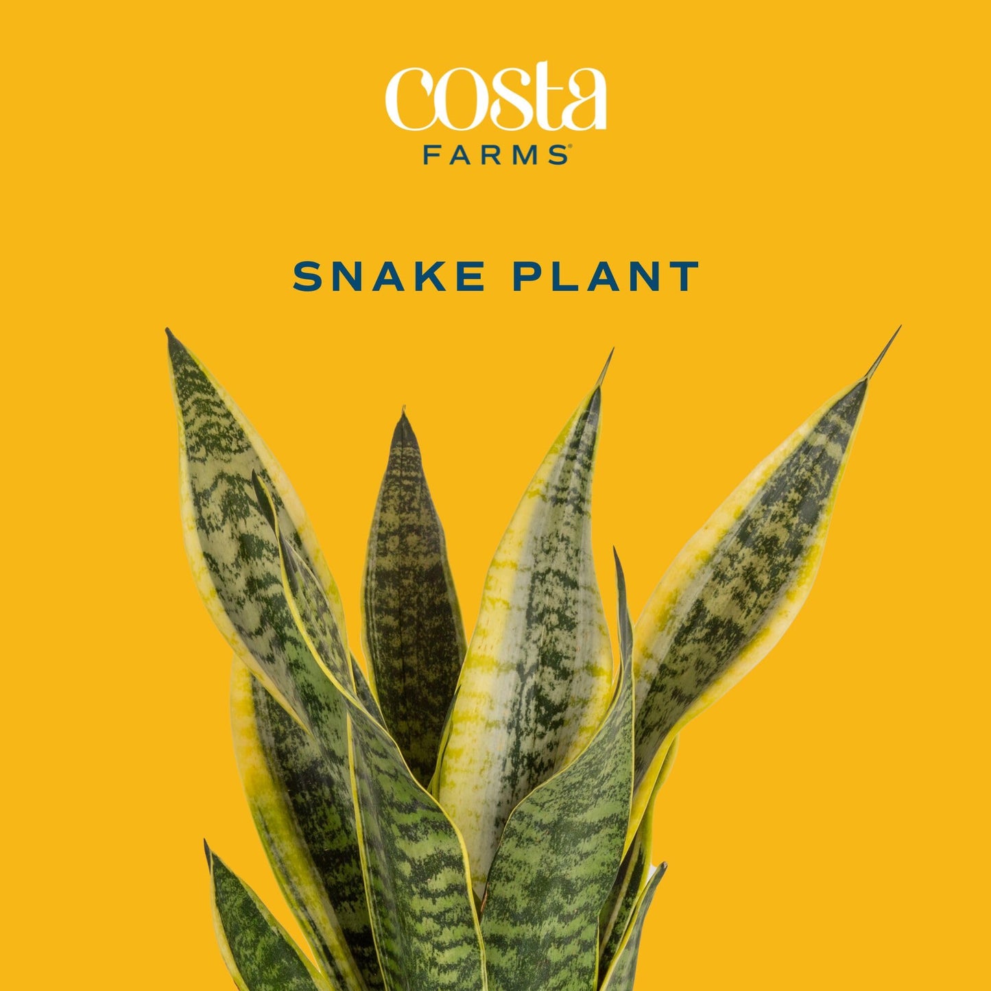 Costa Farms Live Snake Plants (Pack of 2) | Easy to Grow Indoor or Outdoor Sansevieria Houseplants | 8-Inches Tall | Potted in Plant Pots | Succulent Plants Perfect for Office and Home Decor