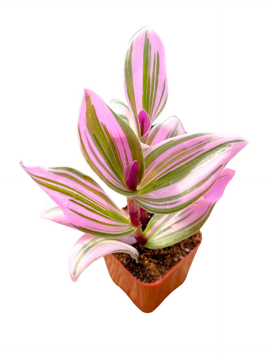 2" Unique Succulents Plants Live, Live Starter Succulent Plants, Easy Care House Plants Rooted in Succulent Soil Mix, by The Succulent Cult (Tradescantia Nanouk)