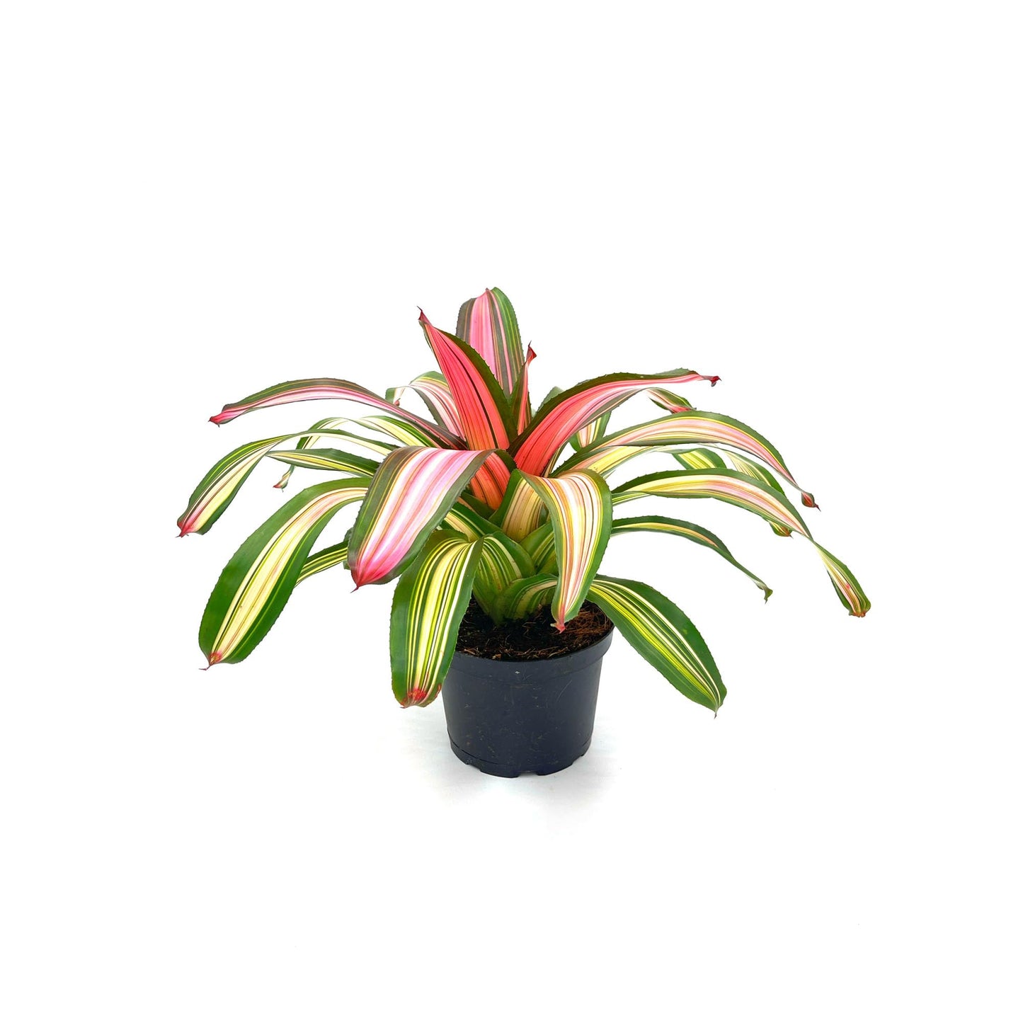 ragnaroc Live Plants – Bromeliad Neoregelia Minerva, 8-12" in 6" Pot - 1ct - Live Arrival Guaranteed - House Plants for Home Decor & Gift